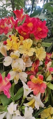 Alstroemeriaceae