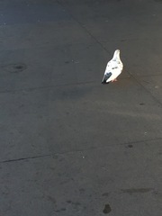 Columba livia domestica