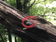 Sitta carolinensis