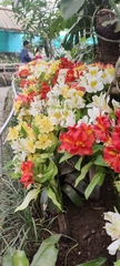 Alstroemeriaceae