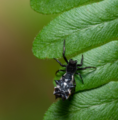 Micrathena gracilis