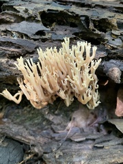 Ramaria stricta stricta