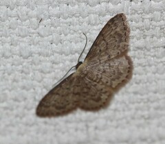 Idaea trissorma