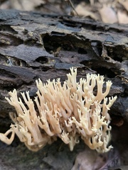Ramaria stricta stricta