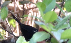 Cercomacra melanaria