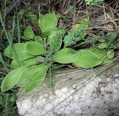 Craspedia uniflora maritima