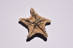 Asterina gibbosa