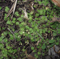 Leptinella squalida squalida