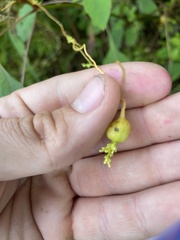 Smicronyx sculpticollis