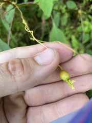 Smicronyx sculpticollis