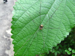 Leiobunum blackwalli