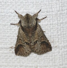 Antithemerastis acrobela