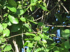 Handroanthus serratifolius