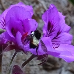 Bombus ephippiatus