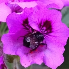Bombus ephippiatus
