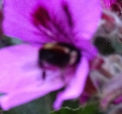 Bombus ephippiatus