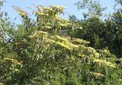 Combretum fruticosum