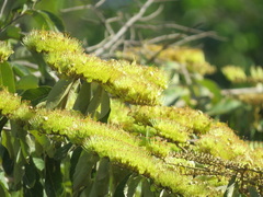 Combretum fruticosum