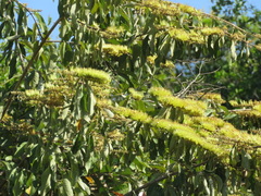 Combretum fruticosum