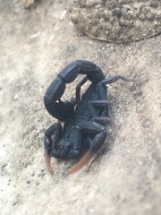 Hottentotta judaicus