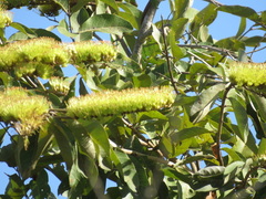 Combretum fruticosum