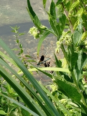 Calopteryx splendens
