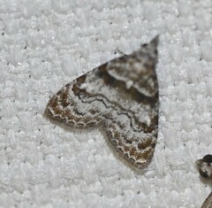 Nola euraphes