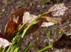 Exobasidium myrtilli