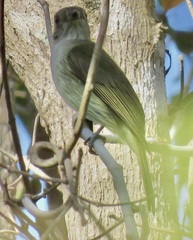 Myiopagis gaimardii