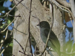 Myiopagis gaimardii