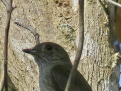 Myiopagis gaimardii