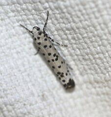 Yponomeuta internellus