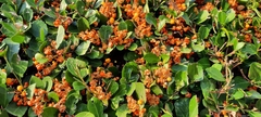 Maytenus procumbens