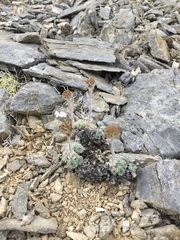 Artemisia senjavinensis