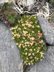 Stellaria dicranoides