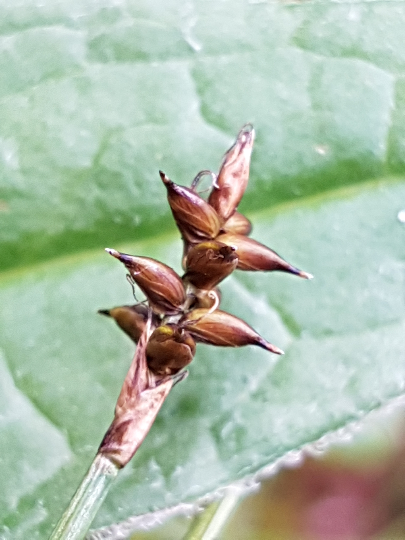 Carex parallela