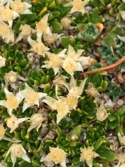 Stellaria dicranoides