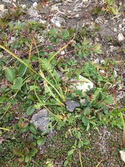 Oxytropis maydelliana