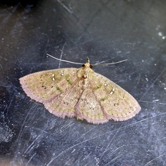 Sarobides inconclusa