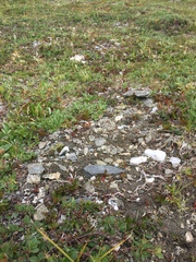 Oxytropis maydelliana