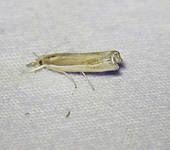 Parapediasia decorellus