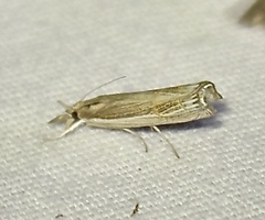 Parapediasia decorellus