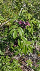 Andira humilis