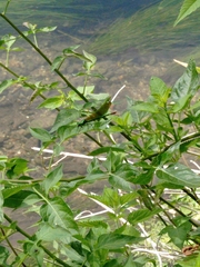 Calopteryx splendens