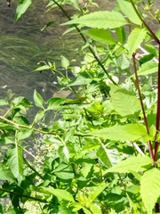 Calopteryx splendens