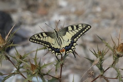 Papilio machaon