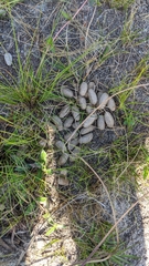 Hydrochoerus hydrochaeris