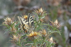 Papilio machaon