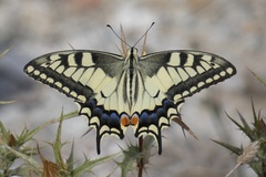 Papilio machaon