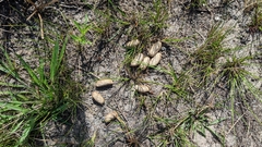 Hydrochoerus hydrochaeris